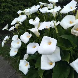 Mill Garden - Warwick