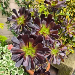 Mill Garden - Warwick