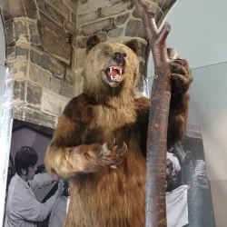 Warwickshire Museum - Warwick