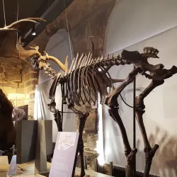 Warwickshire Museum - Warwick