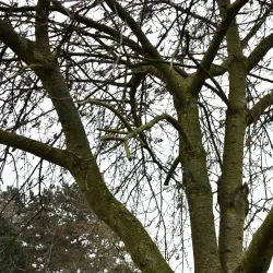 Croyland Park - Wellingborough