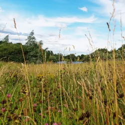 Swanspool Lake and Park - Wellingborough