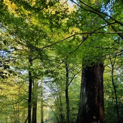 Sherrardspark Wood - Welwyn Garden City