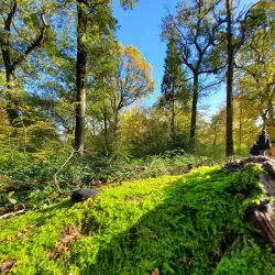 Sherrardspark Wood - Welwyn Garden City