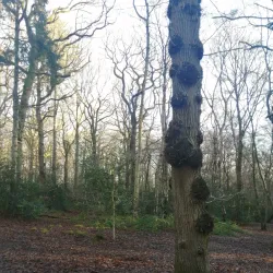 Sherrardspark Wood - Welwyn Garden City