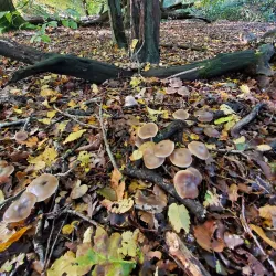 Sherrardspark Wood - Welwyn Garden City