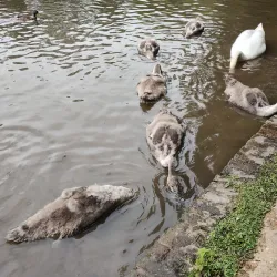 Stanborough Park - Welwyn Garden City