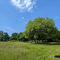 Dartmouth Park - West Bromwich
