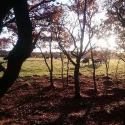 Sandwell Park Golf Club - West Bromwich