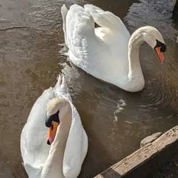 Sandwell Valley Country Park - West Bromwich