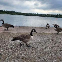 Sandwell Valley Country Park - West Bromwich