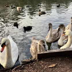 Sandwell Valley Country Park - West Bromwich