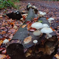 Weston Woods - Weston-super-Mare