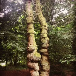 Weston Woods - Weston-super-Mare