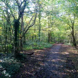 Weston Woods - Weston-super-Mare