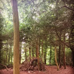 Weston Woods - Weston-super-Mare