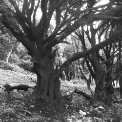 Weston Woods - Weston-super-Mare