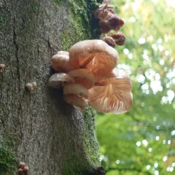 Weston Woods - Weston-super-Mare