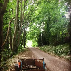 Weston Woods - Weston-super-Mare