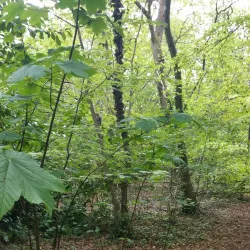 Worlebury Hill and Woods - Weston-super-Mare