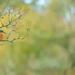 Radipole Lake Nature Reserve - Weymouth