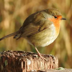 Radipole Lake Nature Reserve - Weymouth