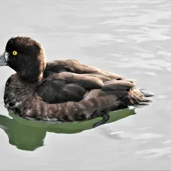 Radipole Lake Nature Reserve - Weymouth