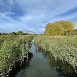 Radipole Lake Nature Reserve - Weymouth