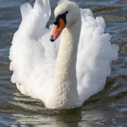 Radipole Lake Nature Reserve - Weymouth
