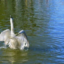 Radipole Lake Nature Reserve - Weymouth