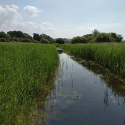 Radipole Lake Nature Reserve - Weymouth