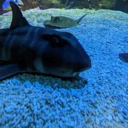 Sea Life Centre Weymouth - Weymouth