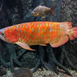 Sea Life Centre Weymouth - Weymouth