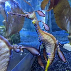 Sea Life Centre Weymouth - Weymouth