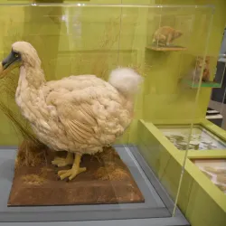 Museum of Wigan Life - Wigan