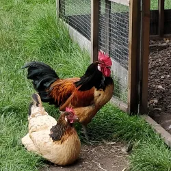 Cogges Manor Farm - Witney