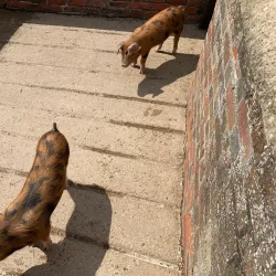 Cogges Manor Farm - Witney