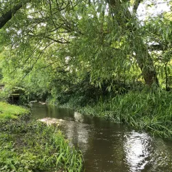 River Windrush Walks - Witney