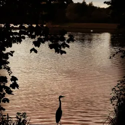 Goldsworth Park - Woking