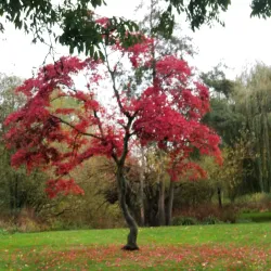 Woking Park - Woking