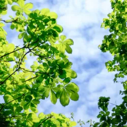 Cantley Park - Wokingham