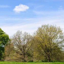 Cantley Park - Wokingham