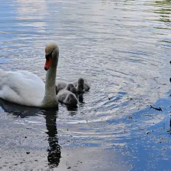 Cantley Park - Wokingham