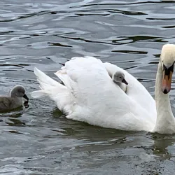 Dinton Pastures Country Park - Wokingham