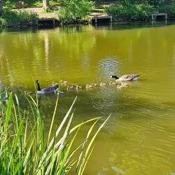 Acton Park - Wrexham