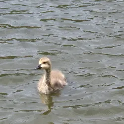 Acton Park - Wrexham