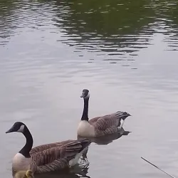 Acton Park - Wrexham