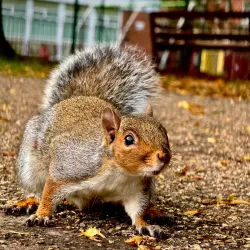 Belle Vue Park - Wrexham