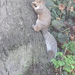 Belle Vue Park - Wrexham