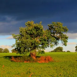 Erddig Hall - Wrexham